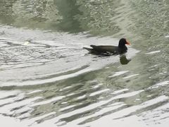-西北湖绿化广场
