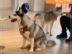 -Husky Go! 哈士奇体验馆·宠物咖啡厅狗咖