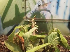 -上海大自然野生昆虫馆(东方明珠·爬宠昆虫探索中心)