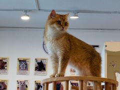-有喵·猫咖·狗咖·30几只猫10只小狗(岗厦店)