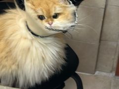 -艾贝尔宠物医院·狂犬免疫点(江山金象城店)