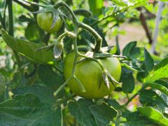 -新塘水果乐园(东洲大道店)