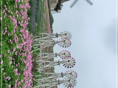 -大塘金香草谷
