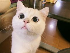 -东方名猫馆·英短金渐层布偶猫舍(环线广场1号楼店)