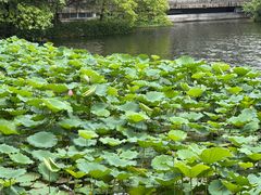 -荔湾湖公园