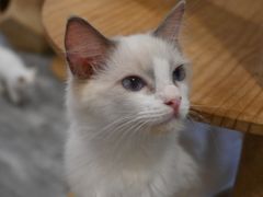-楼上猫咖(罗湖店)