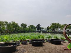-无锡蠡湖国家湿地公园-蠡园