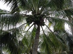 -三亚亚龙湾红树林度假酒店