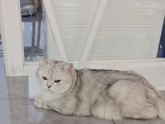 -爱洗澡的猫(望京店)