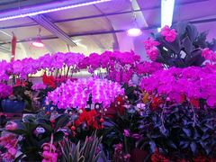 -花鸟鱼虫鲜花绿植市场(玉泉路店)