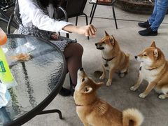 -柴犬高等学院·狗咖·柴犬售卖·宠物训练