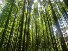 -山王坪喀斯特国家生态公园