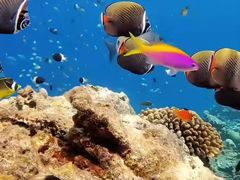 -太平洋海底世界