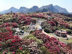 -贵州百里杜鹃风景名胜区
