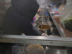 -伤心春卷(文庙老味道小吃街店)