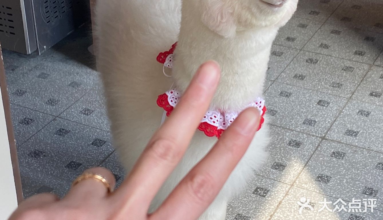超级可爱的羊驼宝宝🦙喝杯咖啡☕️就能撸羊驼不香吗？