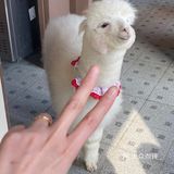 超级可爱的羊驼宝宝🦙喝杯咖啡☕️就能撸羊驼不香吗？