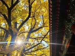 -三里屯东五街银杏大道