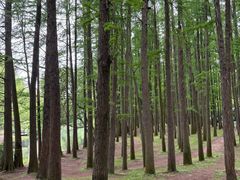 -上海共青森林公园