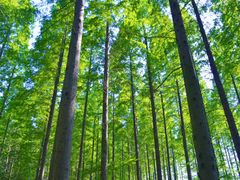 -黄海国家森林公园