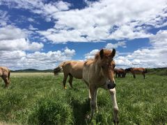-塞罕坝国家级自然保护区