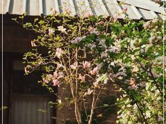 -北京大学燕东园