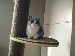 -东方名猫馆·英短金渐层布偶猫舍(环线广场1号楼店)