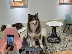 -Let's go狗咖·猫咖·奶狗·桌游(春熙路IFS店)
