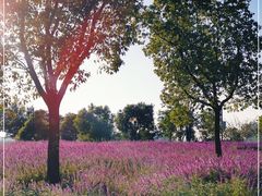 -上海山野camping·户外天幕烧烤·团建拓展营地