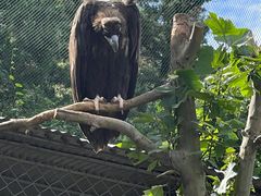 -西霞口神雕山野生动物世界