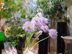 -双季花艺园艺市场(浦东店)