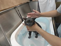 -PETKIT小佩宠物·低压洗护(国顺东路店)