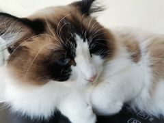 -Catmate·猫肥家润(金润铂宫店)