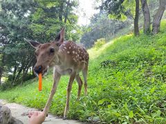 -大连森林动物园