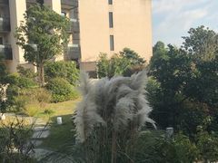 -上海崇明金茂凯悦酒店