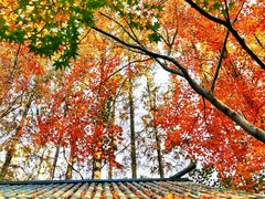 -上海共青森林公园