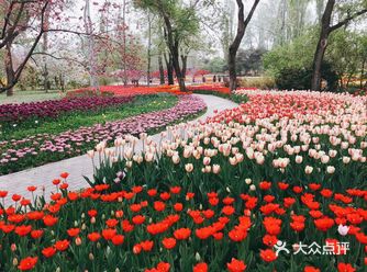 成片的花海，太让人沉醉了，超级爱郁金香哈哈