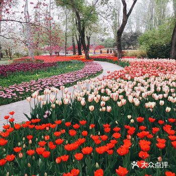 成片的花海,太让人沉醉了,超级爱郁金香哈哈