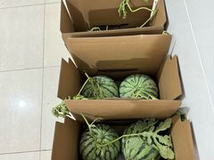 -南汇水蜜桃采摘(大团店)