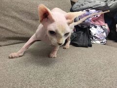 -瑞鹏宠物医院·骨科·猫科·内科(第一中心)