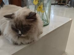 -共舞时光猫咖·狗咖(新街口店)