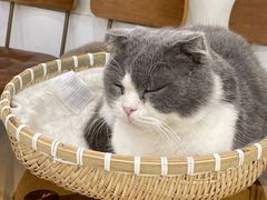 -共舞时光猫咖·狗咖(新街口店)