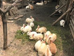 -鹅湖玫瑰文化园