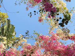 -深圳国际园林花卉博览园