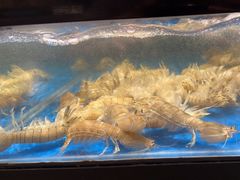 -亚马逊海鲜自助(王府井店)
