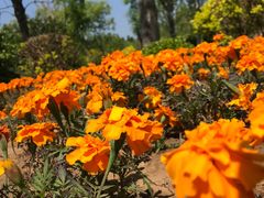 -武清南湖绿博园