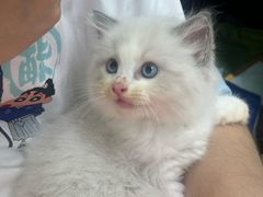 -唐小姐の猫狗洗护·购宠旗舰店(周浦万达店)