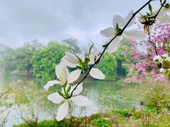 -中国科学院华南植物园