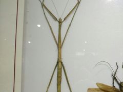 -上海昆虫博物馆