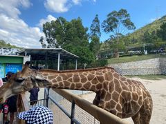 -泉州海丝野生动物世界